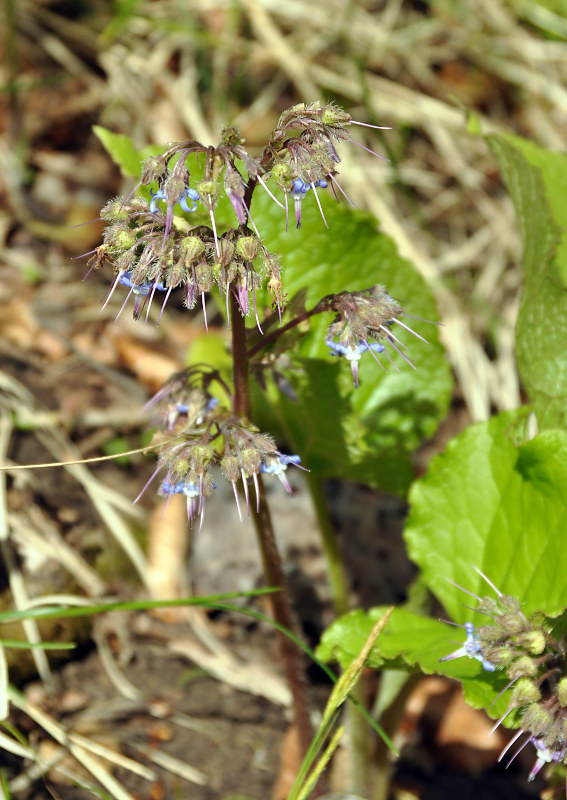 Изображение особи Trachystemon orientalis.