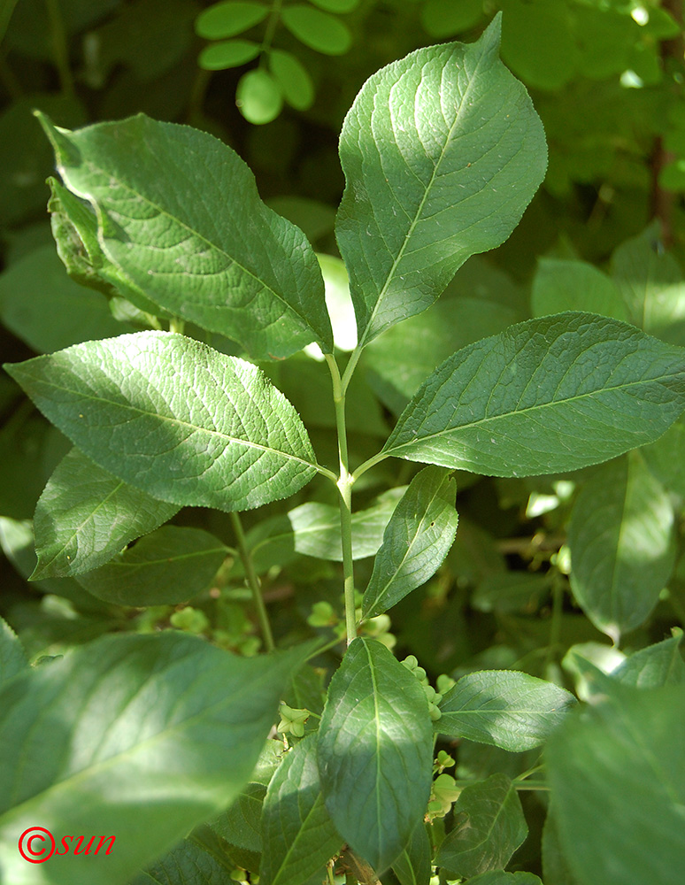 Изображение особи Euonymus europaeus.