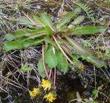 genus Taraxacum