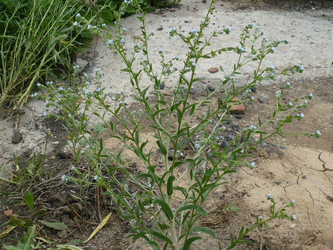 Image of genus Lappula specimen.