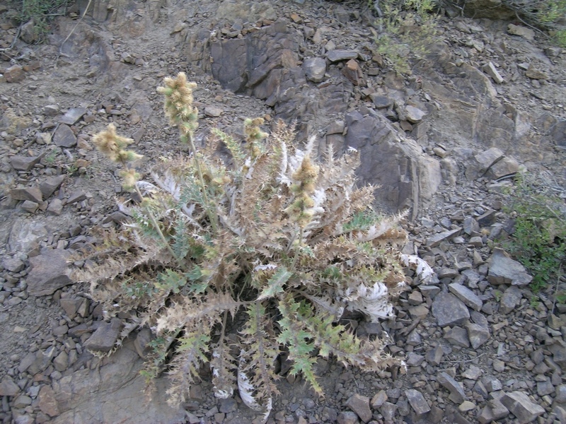 Image of Cousinia abolinii specimen.