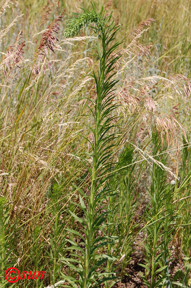 Image of Conyza canadensis specimen.