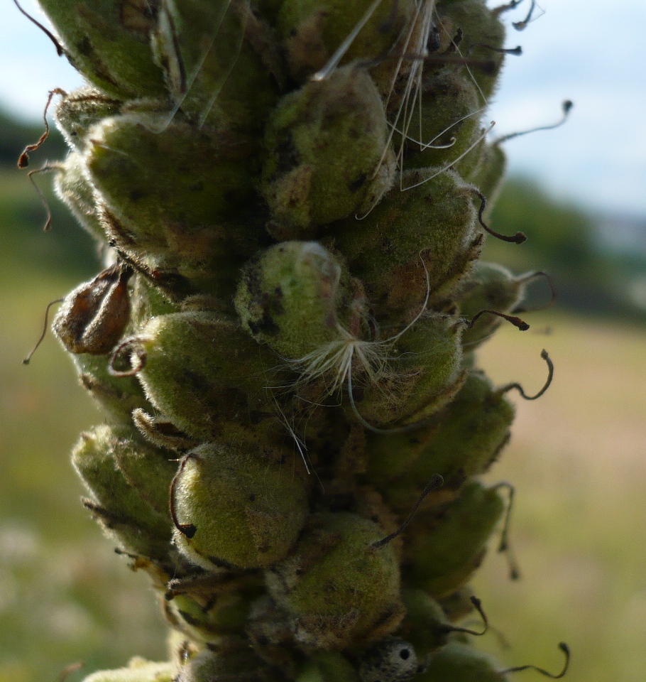 Изображение особи Verbascum thapsus.