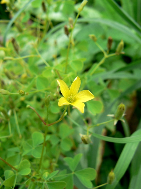 Image of Oxalis stricta specimen.