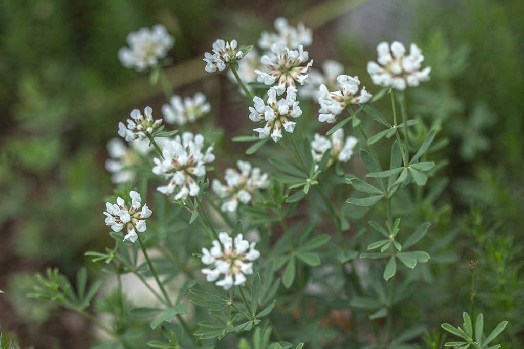 Image of Dorycnium germanicum specimen.