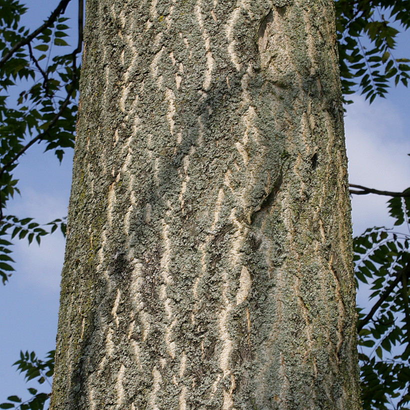 Image of Ailanthus altissima specimen.