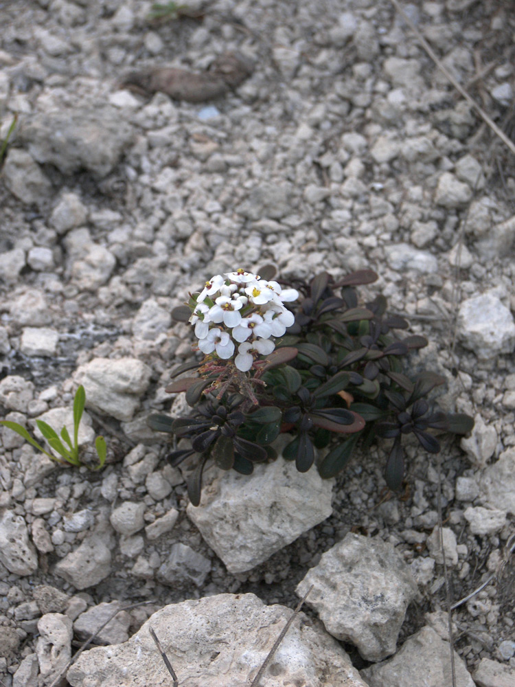 Image of Iberis simplex specimen.