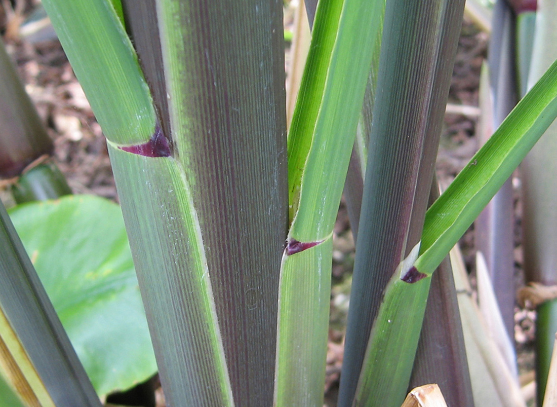 Image of Zizania latifolia specimen.