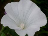 Malva trimestris. Цветок (белая форма). Германия, г. Крефельд, Ботанический сад. 06.09.2014.