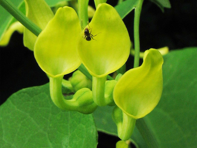 Image of Aristolochia clematitis specimen.