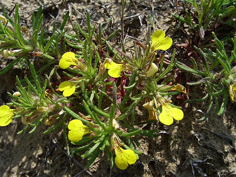 Image of Ajuga glabra specimen.