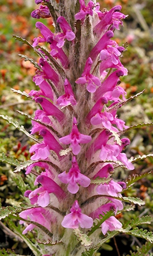 Image of Pedicularis pallasii specimen.