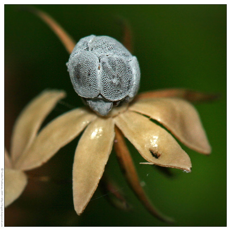 Image of Trientalis europaea specimen.