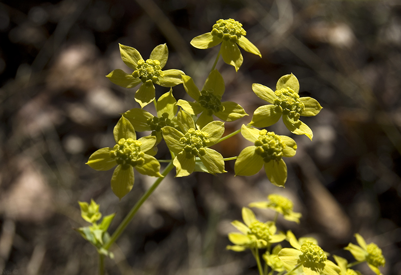 Image of Bupleurum multinerve specimen.