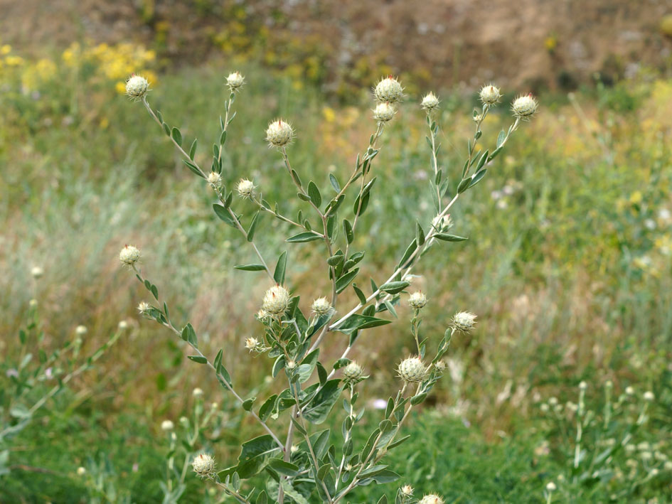 Image of Stizolophus balsamita specimen.