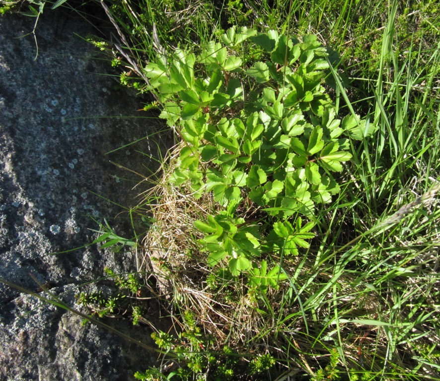 Изображение особи Ligusticum scoticum.