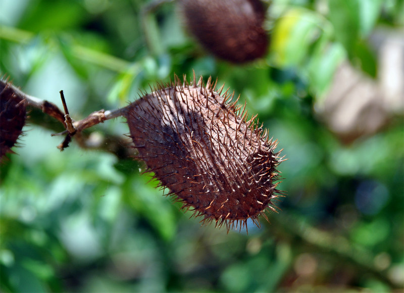 Image of Caesalpinia bonduc specimen.