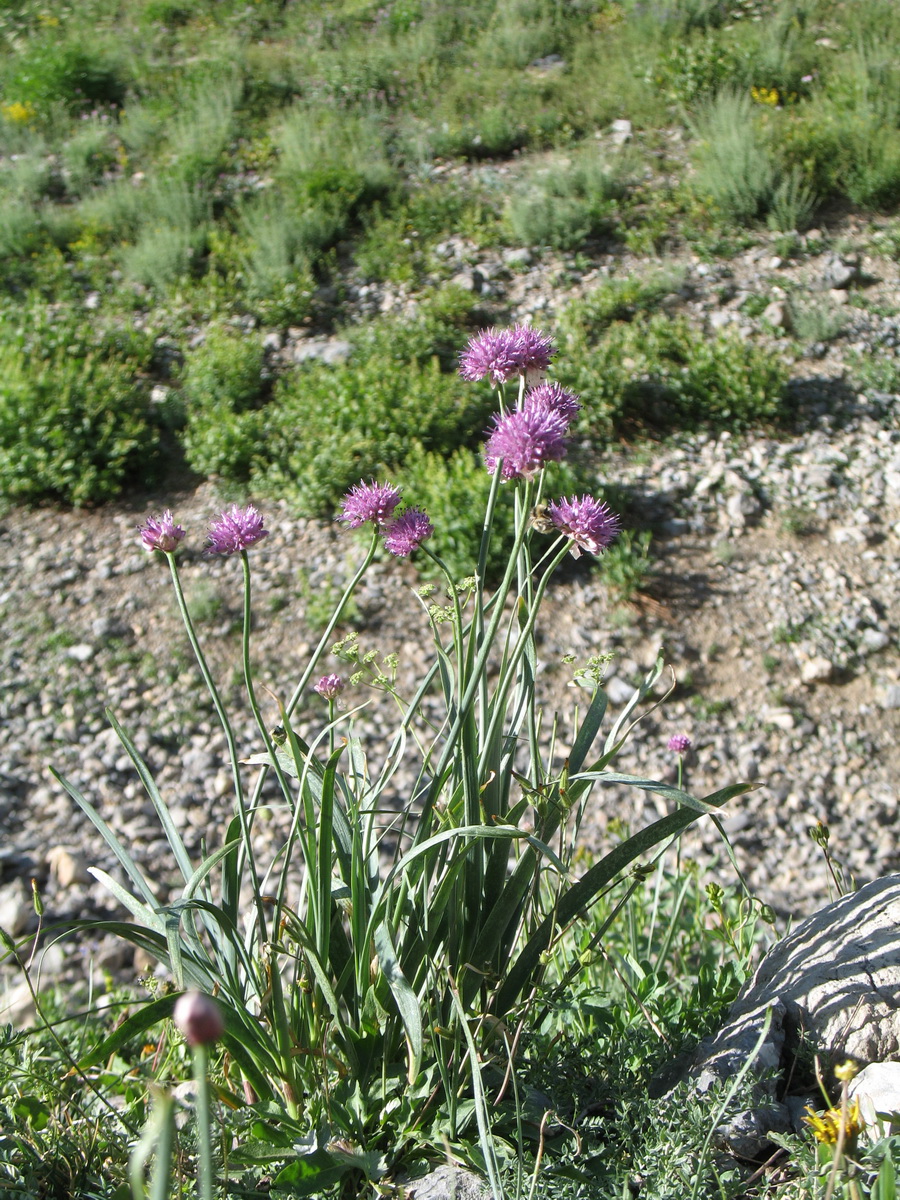 Image of Allium carolinianum specimen.