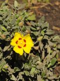 Halimium lasianthum. Верхушка цветущего растения. США, Калифорния, Сан-Франциско, ботанический сад. 28.02.2014.