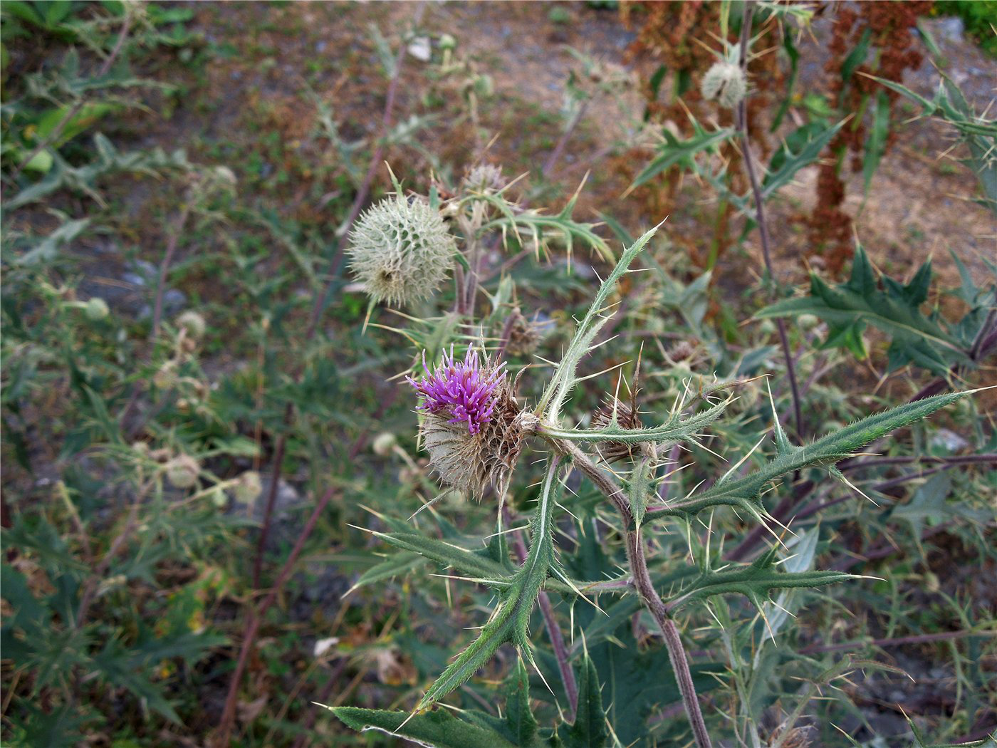 Image of Cirsium abkhasicum specimen.