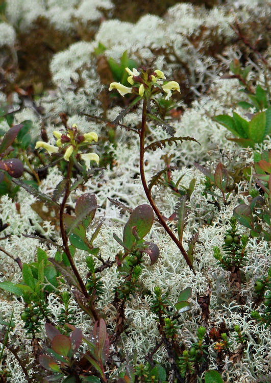 Image of Pedicularis lapponica specimen.