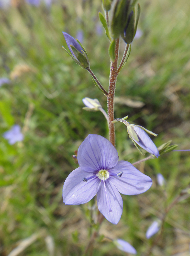 Image of Veronica krylovii specimen.