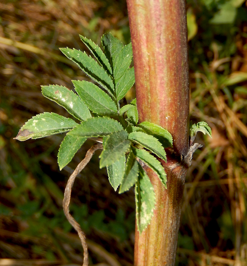 Изображение особи Sambucus ebulus.