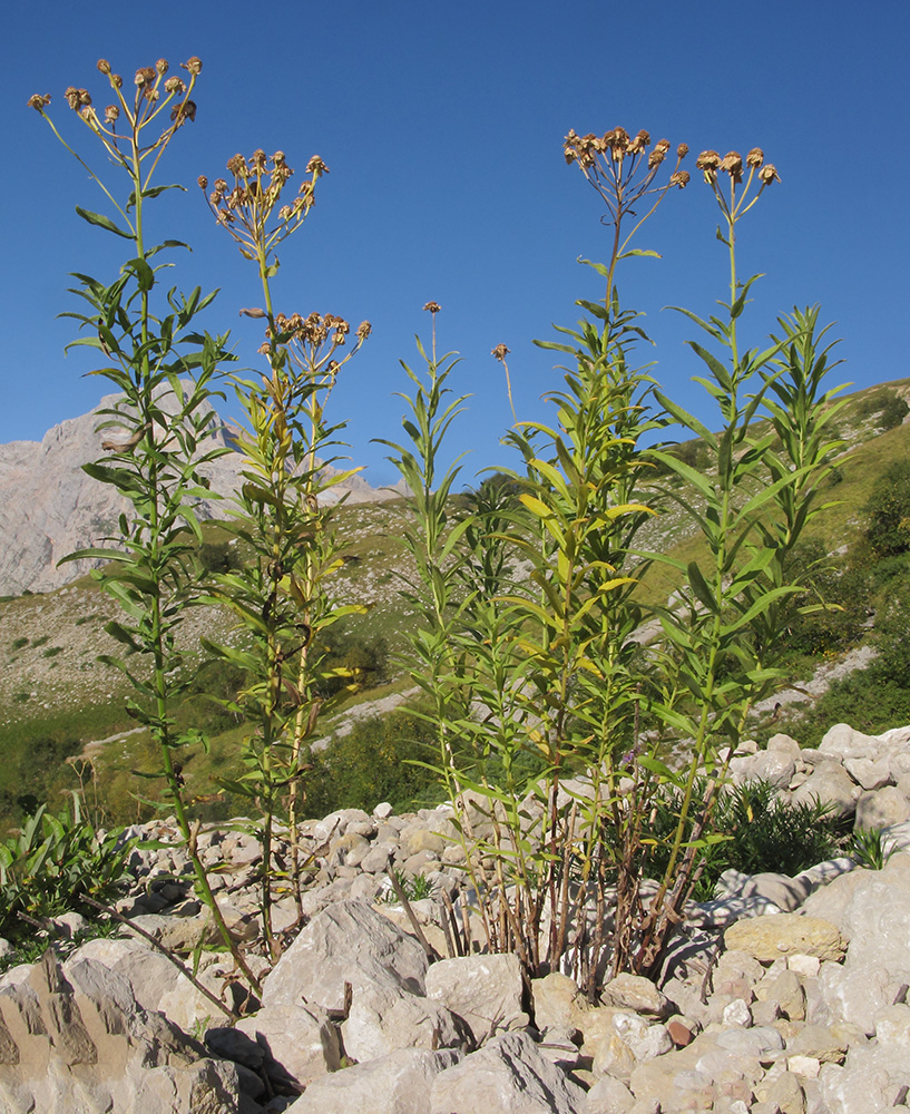 Изображение особи Achillea biserrata.