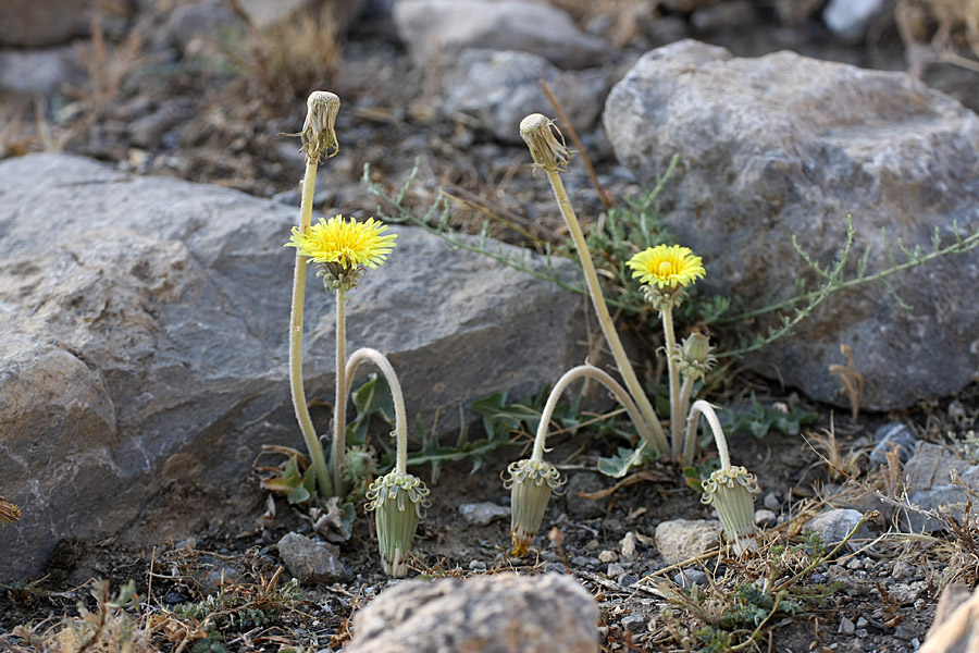 Image of Taraxacum turcomanicum specimen.