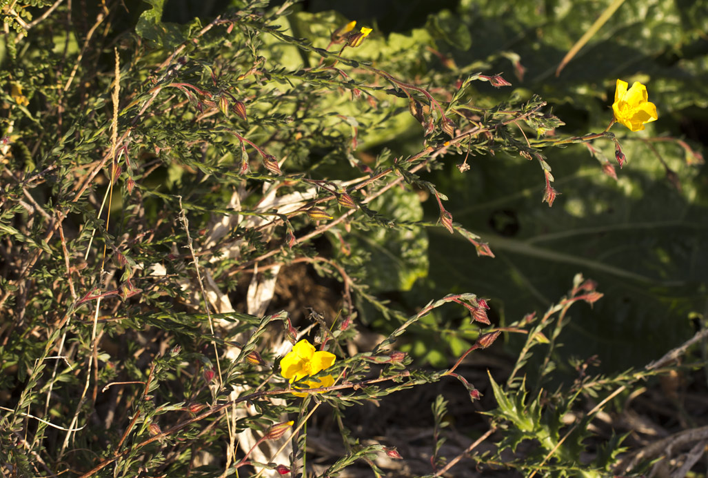 Image of Fumana arabica specimen.