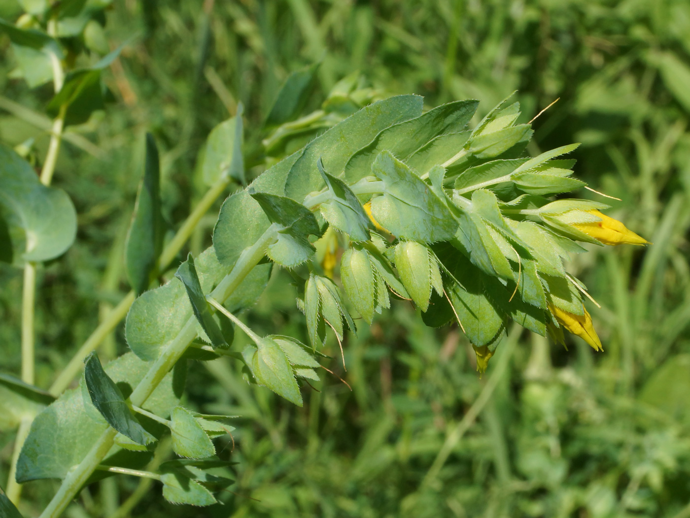 Image of Cerinthe minor specimen.