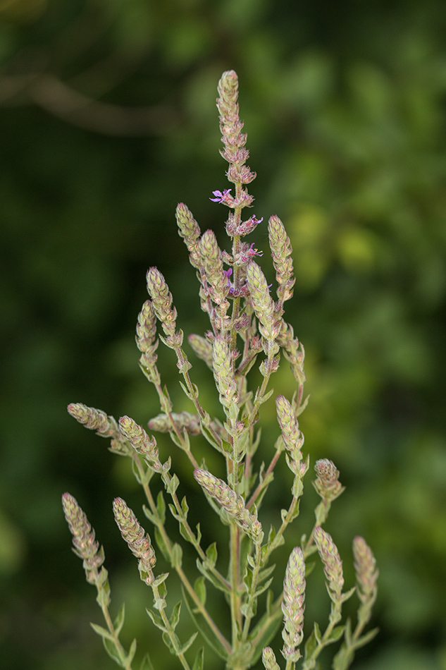 Изображение особи Lythrum tomentosum.