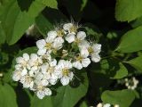 Spiraea chamaedryfolia. Соцветие. Санкт-Петербург. 29.05.2009.