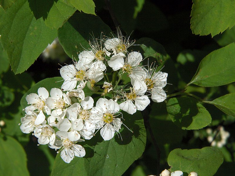 Image of Spiraea chamaedryfolia specimen.