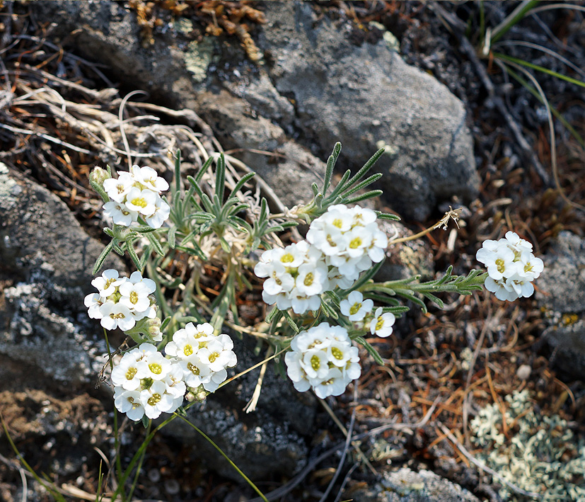 Изображение особи Ptilotrichum tenuifolium.