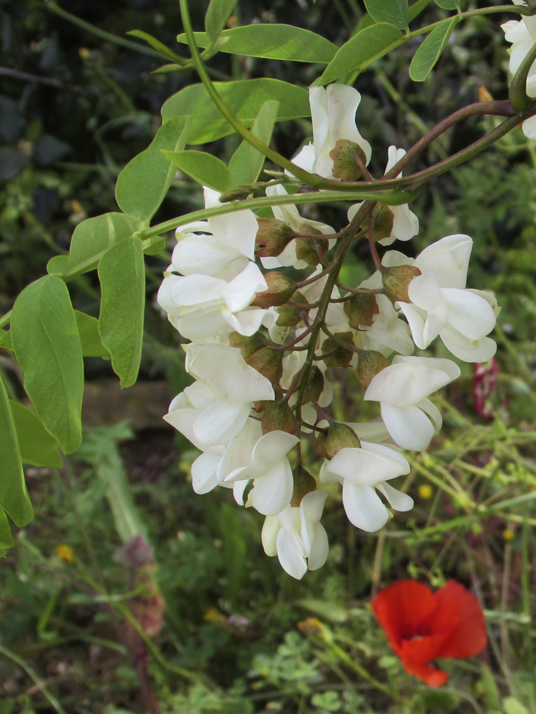 Image of Robinia pseudoacacia specimen.