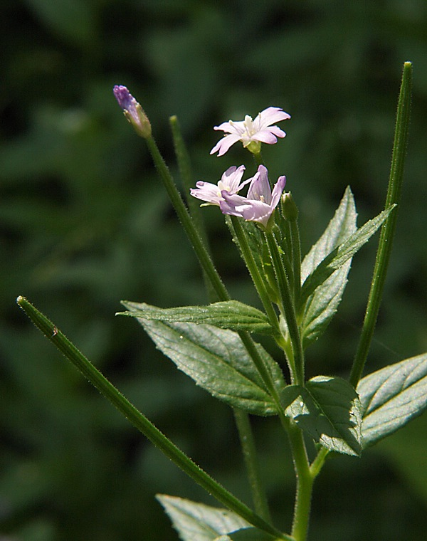 Image of Epilobium adenocaulon specimen.