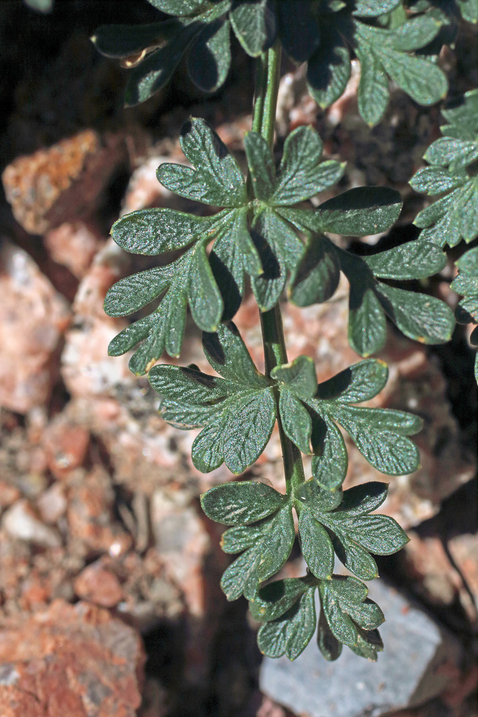 Image of Seseli calycinum specimen.