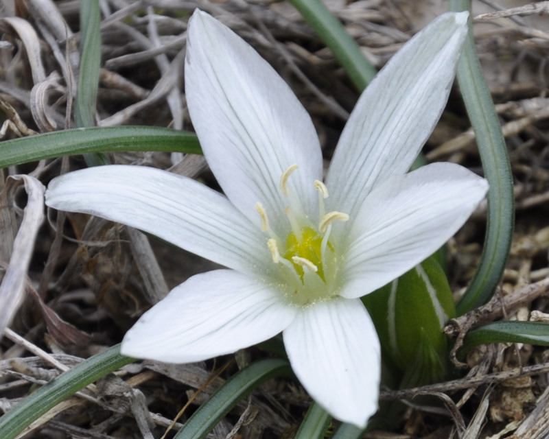 Изображение особи Ornithogalum sibthorpii.