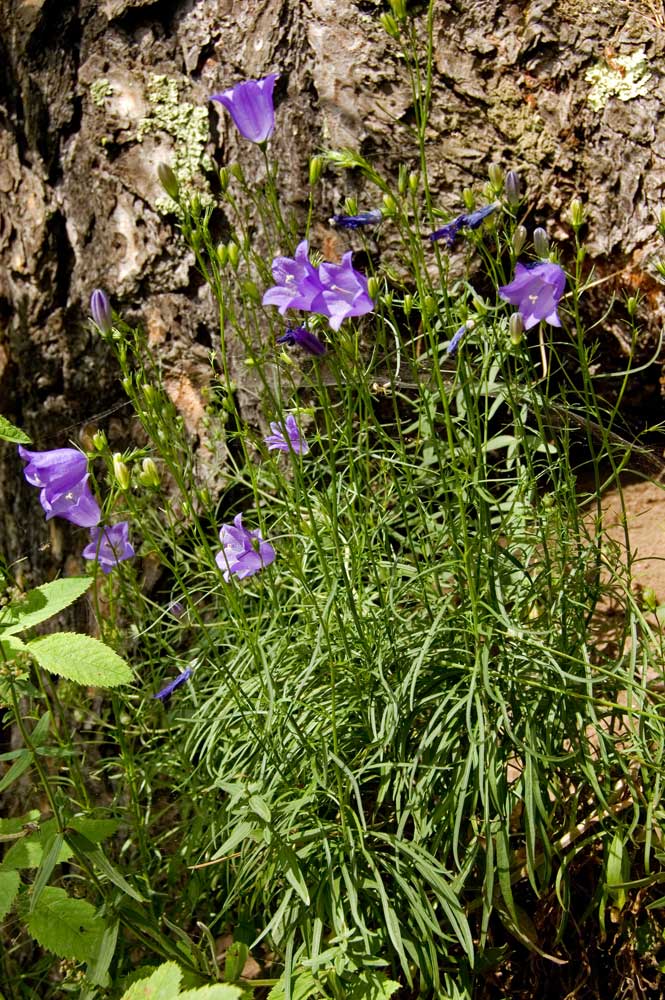 Изображение особи Campanula rotundifolia.