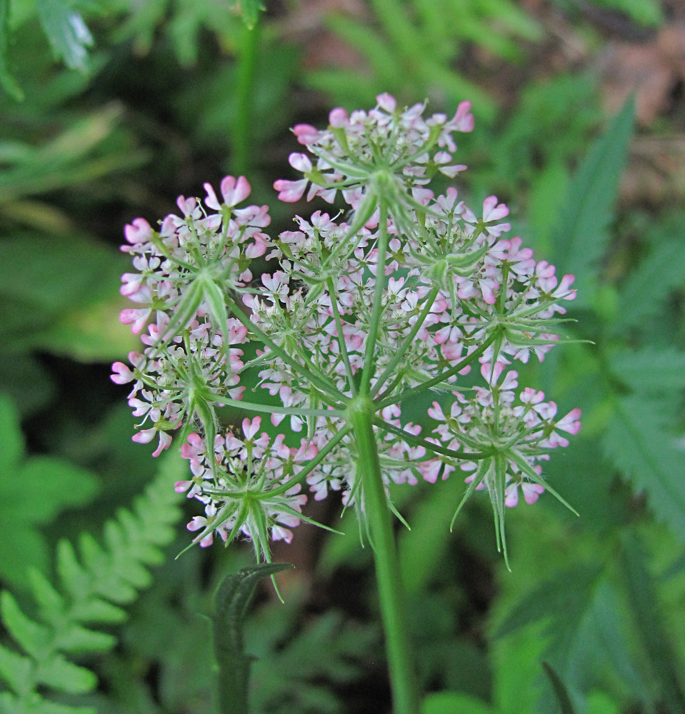 Image of Chaerophyllum angelicifolium specimen.