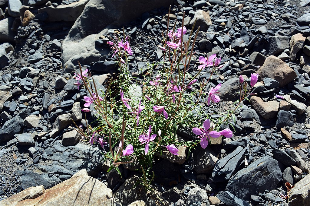 Image of genus Chamaenerion specimen.