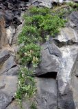 Salix arctica. Плодоносящее растение на скале. Исландия, национальный парк Ватнайокюдль (северная часть), каньон Аусбирги. 05.08.2016.