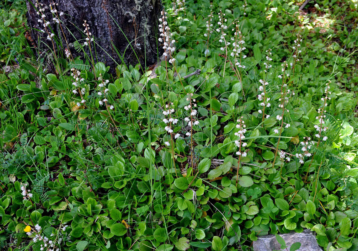 Изображение особи Pyrola rotundifolia.