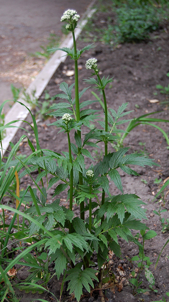 Изображение особи род Valeriana.