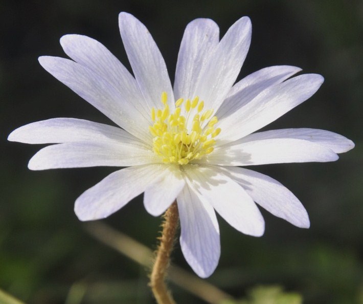 Image of Anemone blanda specimen.