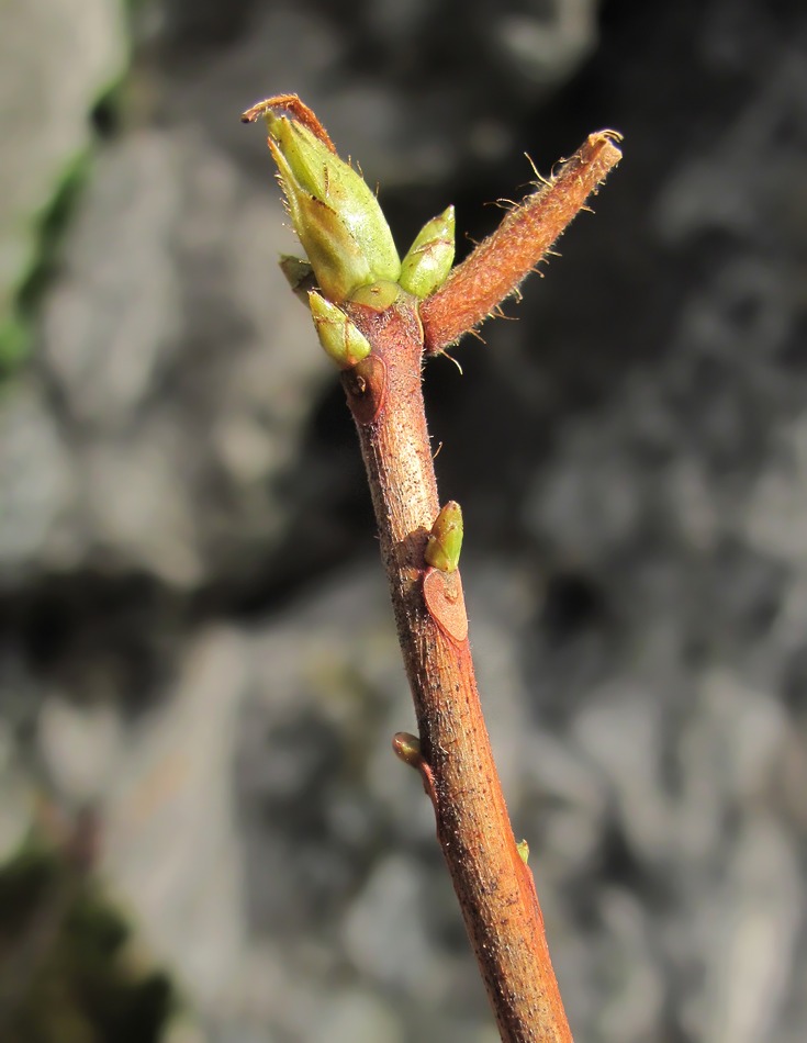 Image of Rhododendron luteum specimen.