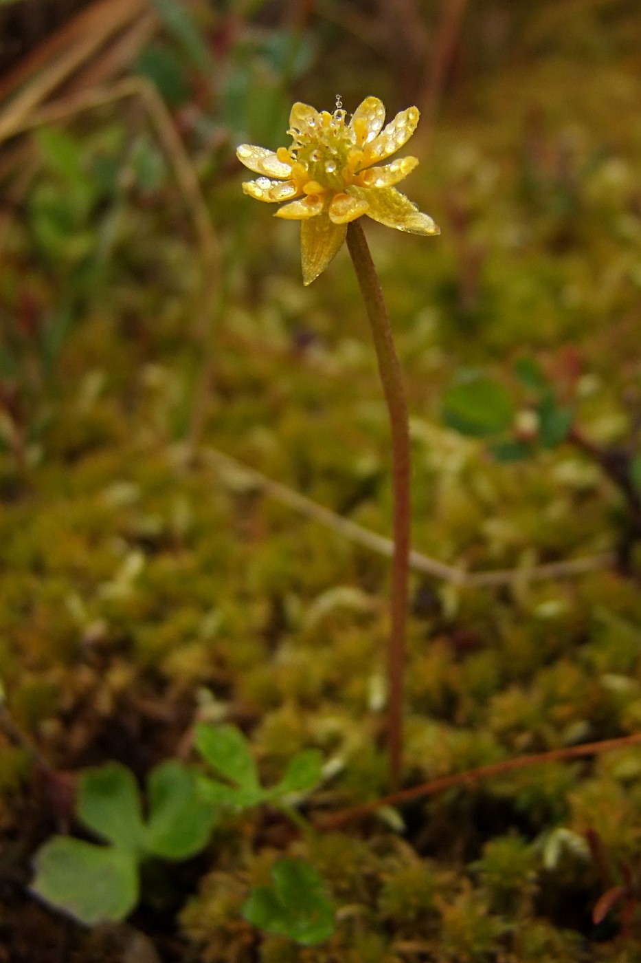 Image of Ranunculus lapponicus specimen.