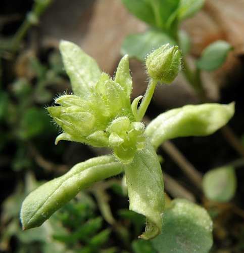 Image of Stellaria neglecta specimen.