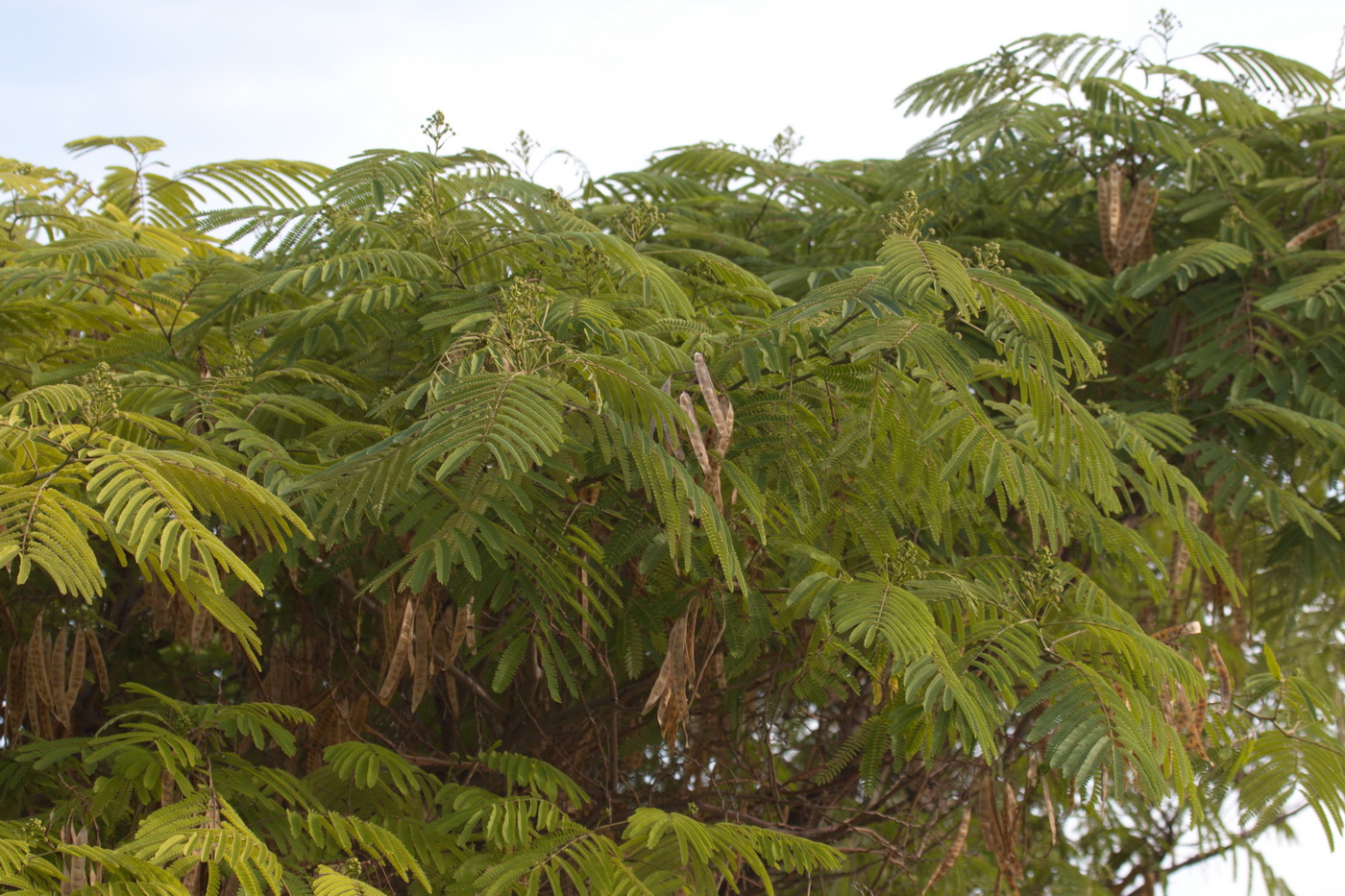 Image of Albizia julibrissin specimen.